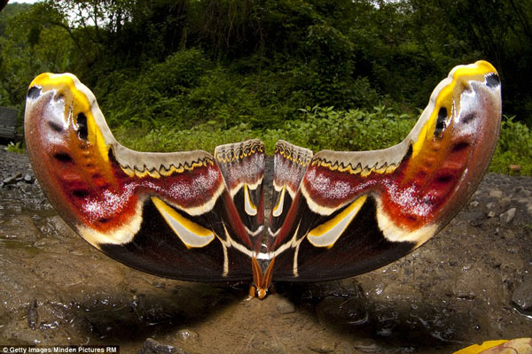 butterflyAttacus.jpg