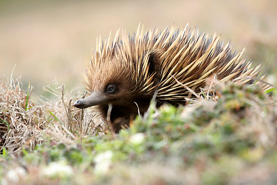 echidna2.jpg