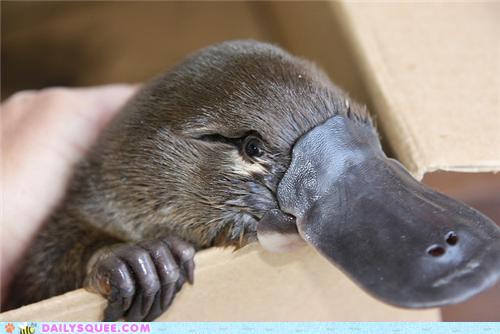 platypus5.jpg