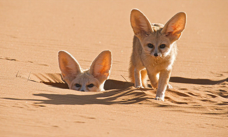 Cáo Fennec - Bông tuyết sa mạc đang làm mưa làm gió trong thế giới thú cưng